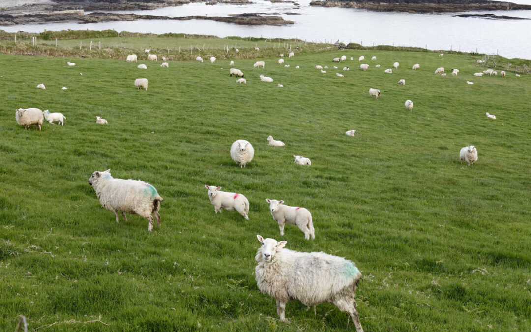 Sheep Improvement Scheme (SIS)- As the deadline approaches, what you need to know.