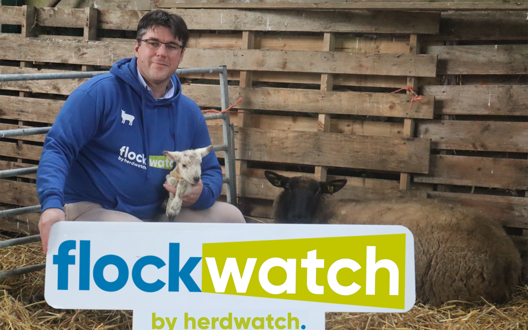 Herdwatch launches brand new sheep management app Flockwatch