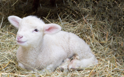 Spring Lambing Series- Staying Safe on the Farm