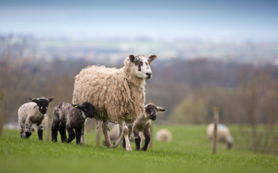 FARM SMART: New sheep management tool, Flockwatch helping farmers become more profitable