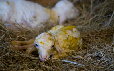 Lambing Prep – Are You Ready For The Season Ahead?