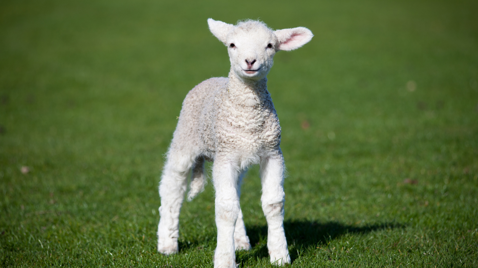 lamb newborn