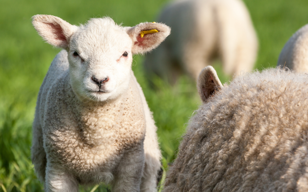 Iodine Shortage and Alternatives To Use For Lambing? Copy
